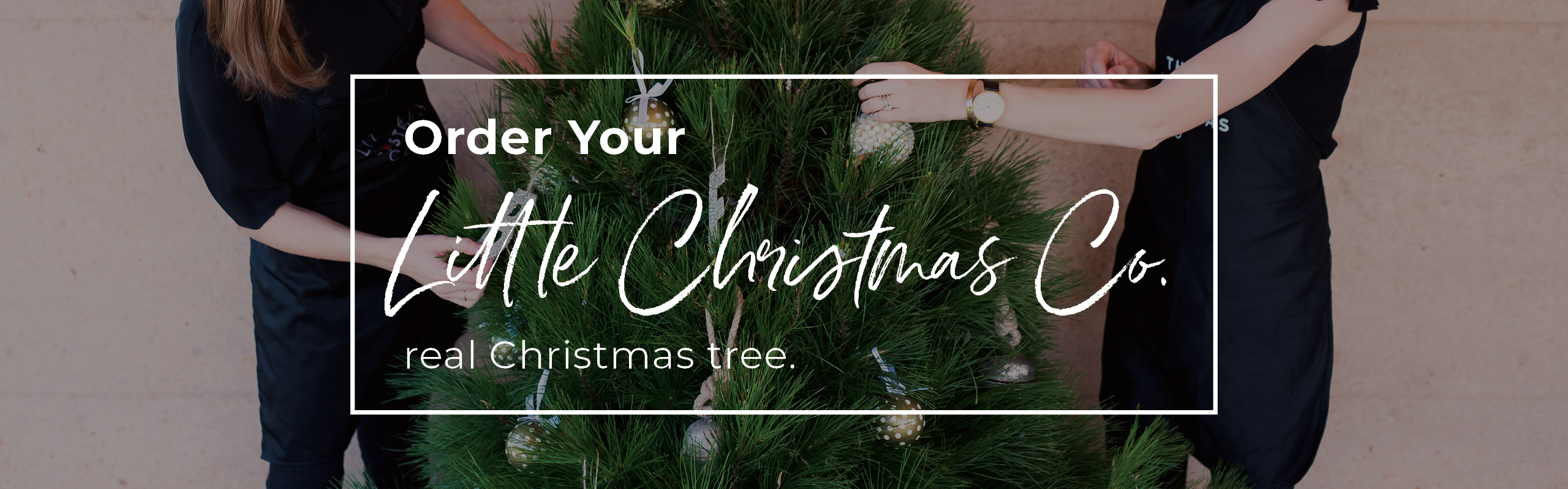 Christmas Trees01