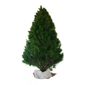 Christmas Tree 01