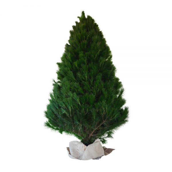 Christmas Tree 01