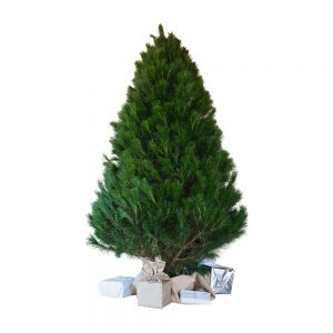 Christmas Tree 02